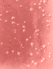 Pink com Gás